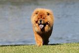 CHOW CHOW 335